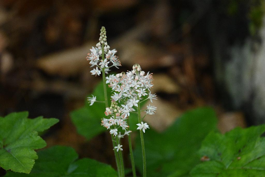 2025-05117917 Mount Auburn Cemetery, MA.JPG - Heartleaf Foamflower. Mount Auburn Cemetery, MA, 5-11-2025